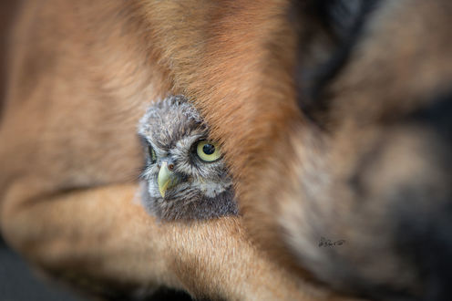 Обои на рабочий стол Совенок в объятиях собаки, фотограф Tanja Brandt