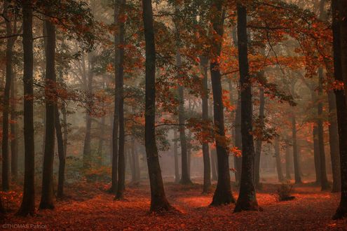 Обои на рабочий стол Осенний парк, фотограф Patrice Thomas