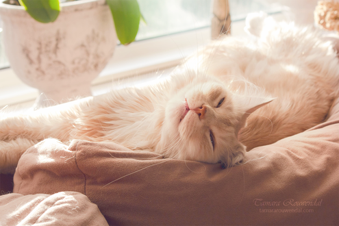 Обои на рабочий стол Белая кошка балдеет у окна, by TammyPhotography