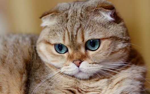 Обои на рабочий стол Рыжеватая мордочка кошки породы шотландская вислоухая или скоттиш-фол смотрит вниз