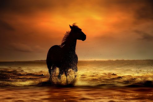 Обои на рабочий стол Лошадь на воде, фотограф nikos Bantouvakis