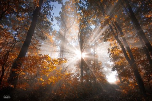 Обои на рабочий стол Солнечные лучи освещают осенние деревья, Janek Sedl&;&; Photography