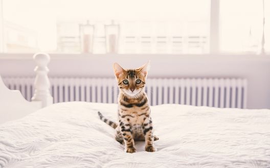 Обои на рабочий стол Полосатый котенок сидит на кровати