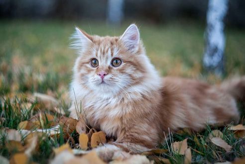Обои на рабочий стол Рыжая кошка лежит на траве с листвой