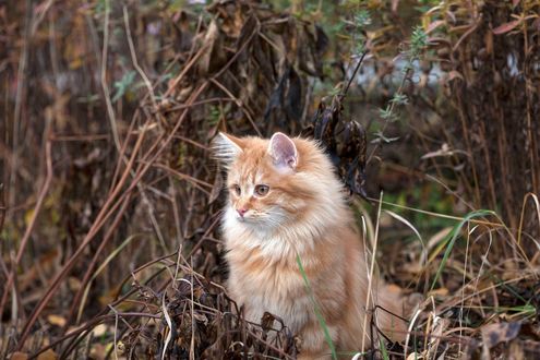 Обои на рабочий стол Рыжая кошка на природе