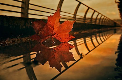 Обои на рабочий стол Осенний лист и его отражение на дороге, фотогаф Luis Valadares