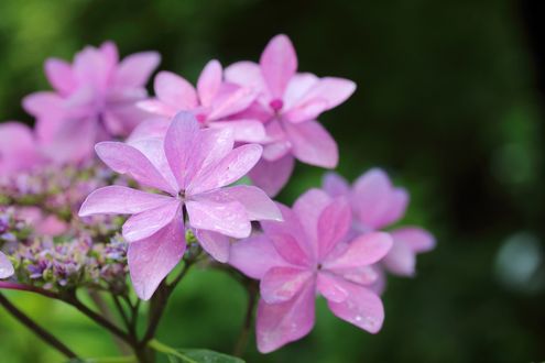 Обои на рабочий стол Розовые гортензии / Hydrangea