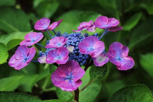 Обои на рабочий стол Розовые гортензии / Hydrangea