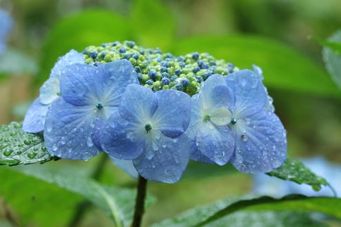 Обои на рабочий стол Голубые гортензии / Hydrangea
