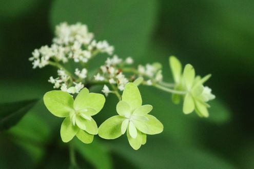 Обои на рабочий стол Желтые гортензии / Hydrangea, обои для рабочего ...
