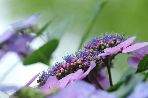 Обои на рабочий стол Розовые гортензии / Hydrangea