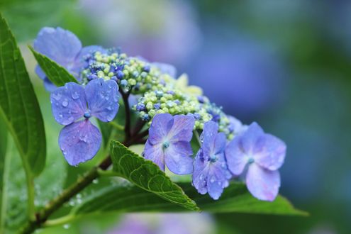 Обои на рабочий стол Фиолетовые гортензии / Hydrangea