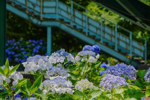 Обои на рабочий стол Голубые гортензии / Hydrangea, Япония / Japan