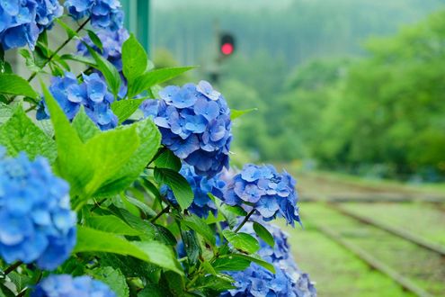 Обои на рабочий стол Голубые гортензии / Hydrangea, Япония / Japan, железнодорожная дорога