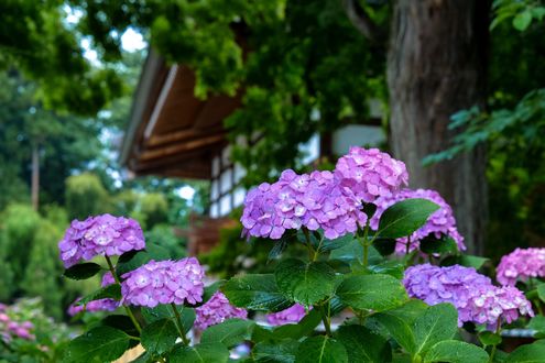 Обои на рабочий стол Сиреневые гортензии / Hydrangea в саду перед домом, Япония / Japan