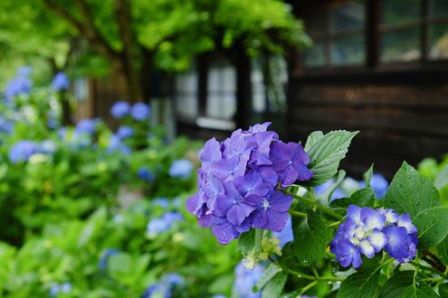 Обои на рабочий стол Фиолетовые гортензии / Hydrangea, Япония / Japan