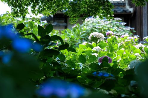 Обои на рабочий стол Гортензии / Hydrangea, Япония / Japan