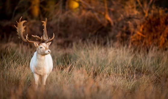 Обои на рабочий стол Олень на природе, фотограф Mark Bridger