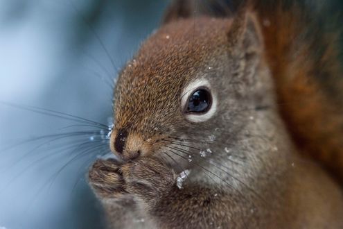 Обои на рабочий стол Белка крупным планом, фотограф Andre Villeneuve