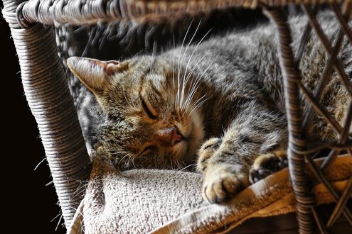 Обои на рабочий стол Сладко спящий кот, фотограф Claudia Kukulka