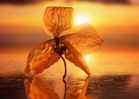 Обои на рабочий стол Цветок на фоне заката, фотограф Anna Ovatta