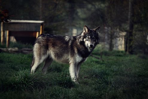 Обои на рабочий стол Волк стоит на зеленой траве, by BlackIce-Wolf