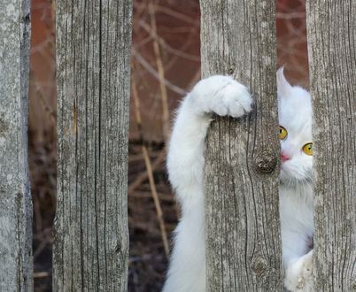 Обои на рабочий стол Белый кот за забором