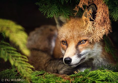 Обои на рабочий стол Рыжая лиса на природе, фотограф Giedrius Stakauskas, DG Wildlife