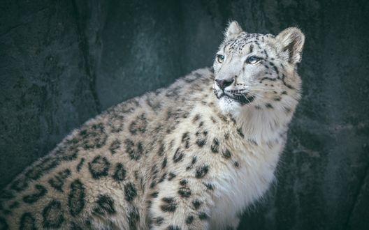 Обои на рабочий стол Снежный барс стоит у скалы и смотрит в сторону