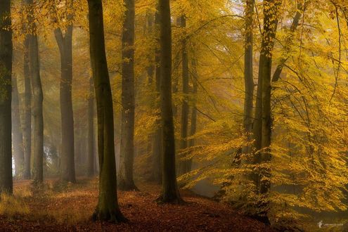 Обои на рабочий стол Осенний лес, фотограф Lars van de Goor