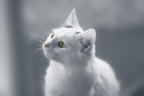 Обои на рабочий стол Белый котенок смотрит вверх, by Hypnoshot