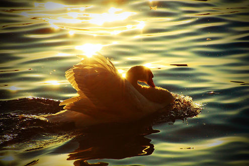 Обои на рабочий стол Лебедь на воде, by MT-Photografien