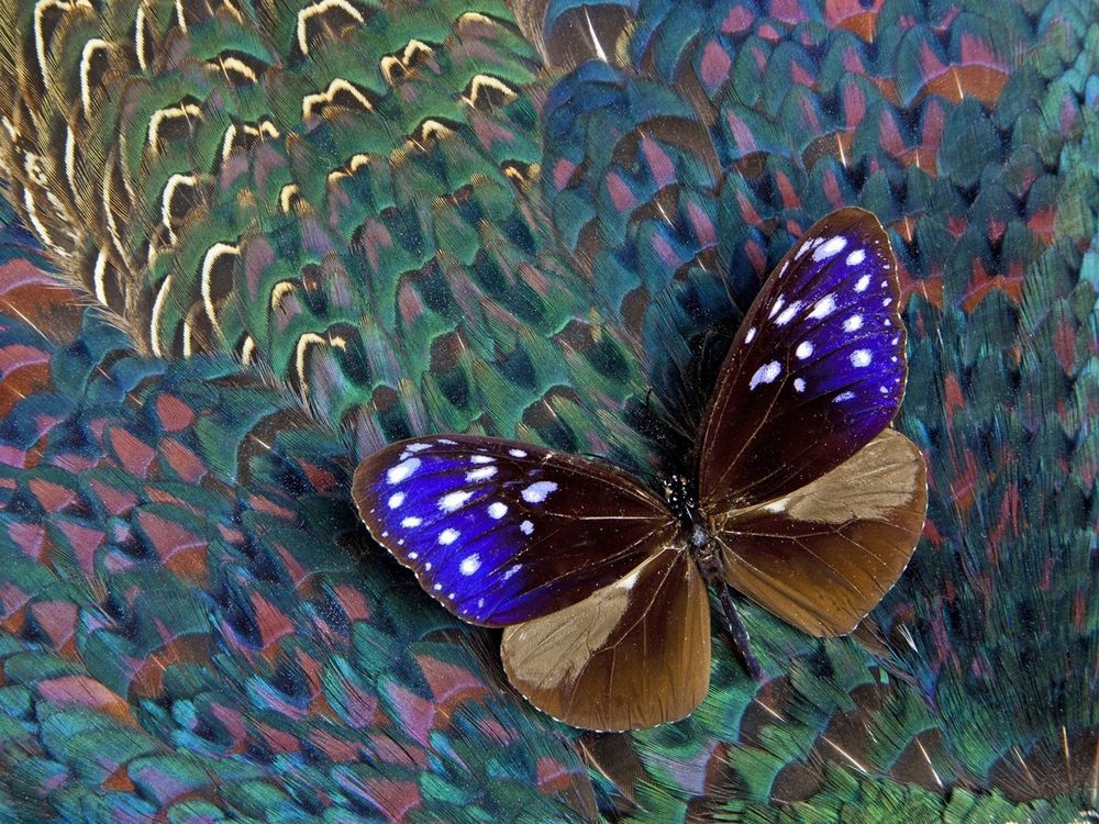Лето бабочки обои на рабочий стол