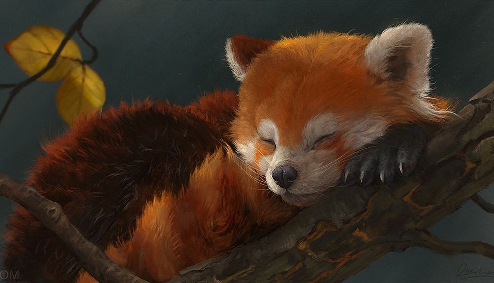 Обои для рабочего стола Красная панда спит на ветке дерева, by Leesha Hannigan