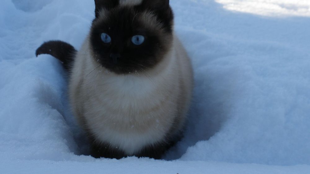 Обои для рабочего стола Ангорская кошка сидит в снегу
