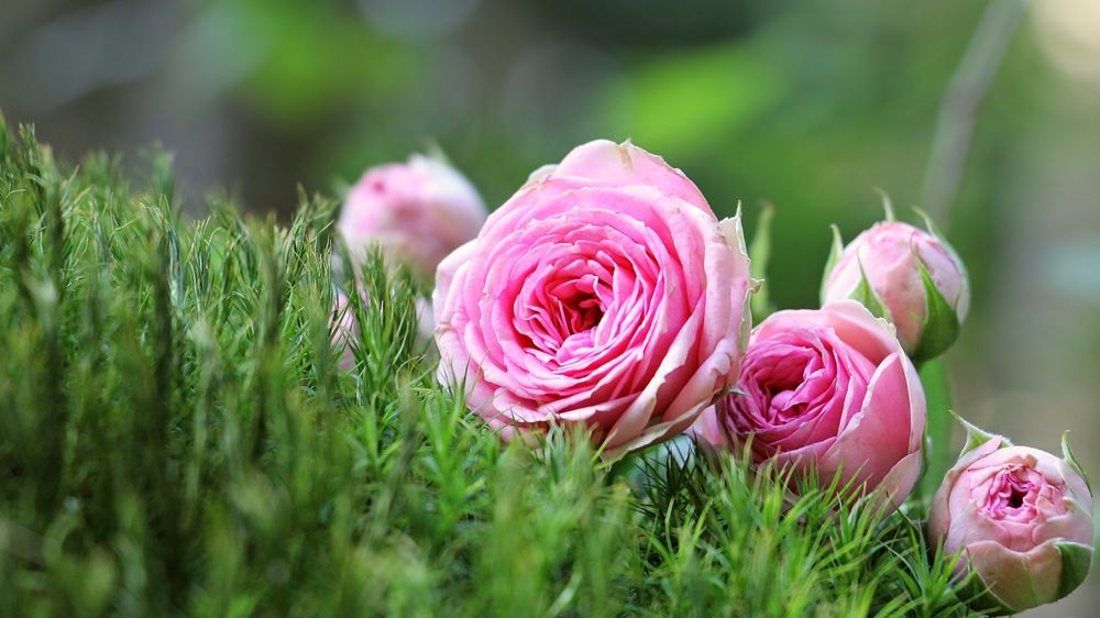 Обои для рабочего стола Розовые розы лежат на траве