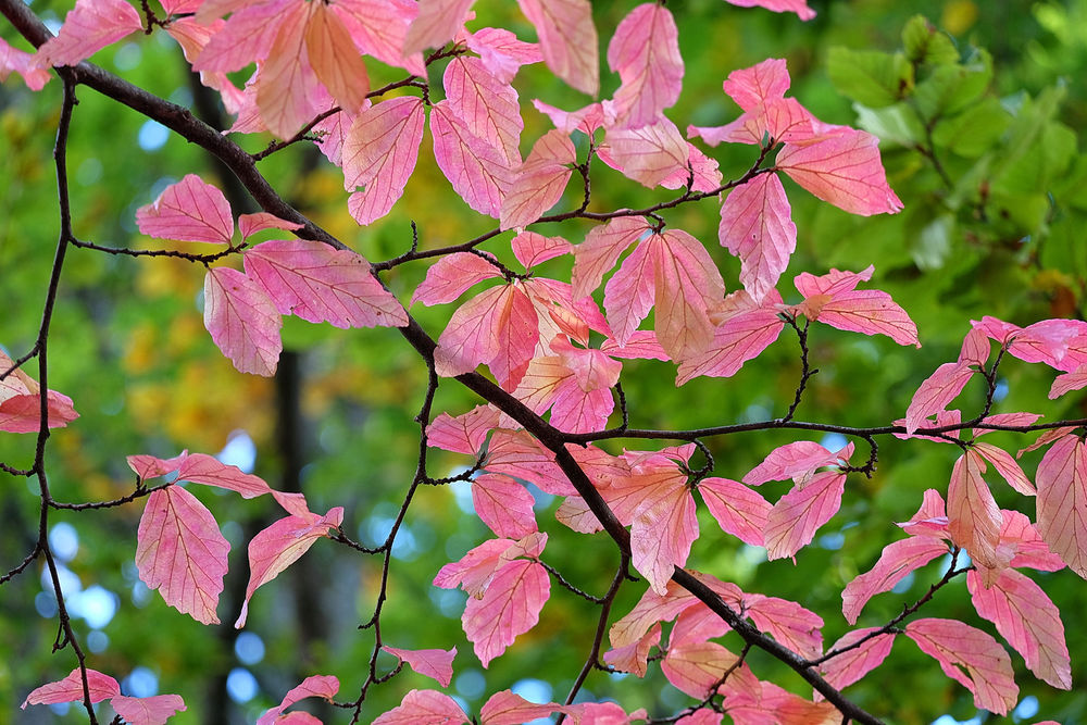 Обои для рабочего стола Нежно-розовые осенние листья на ветках