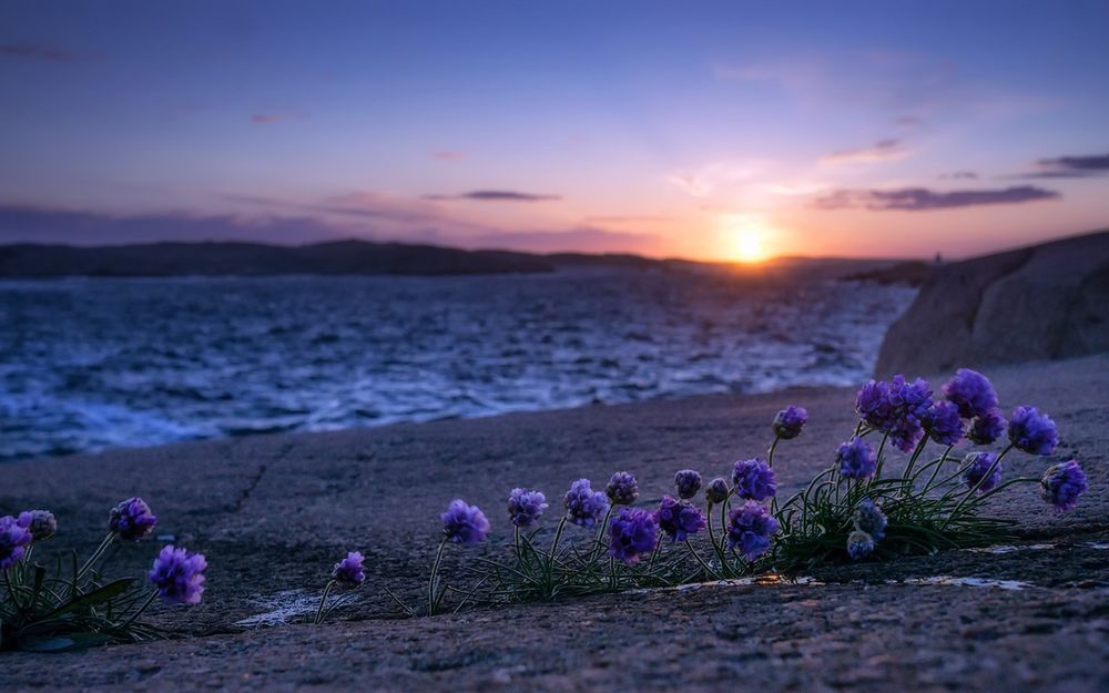 Обои для рабочего стола Сиреневые цветы у моря на фоне заката