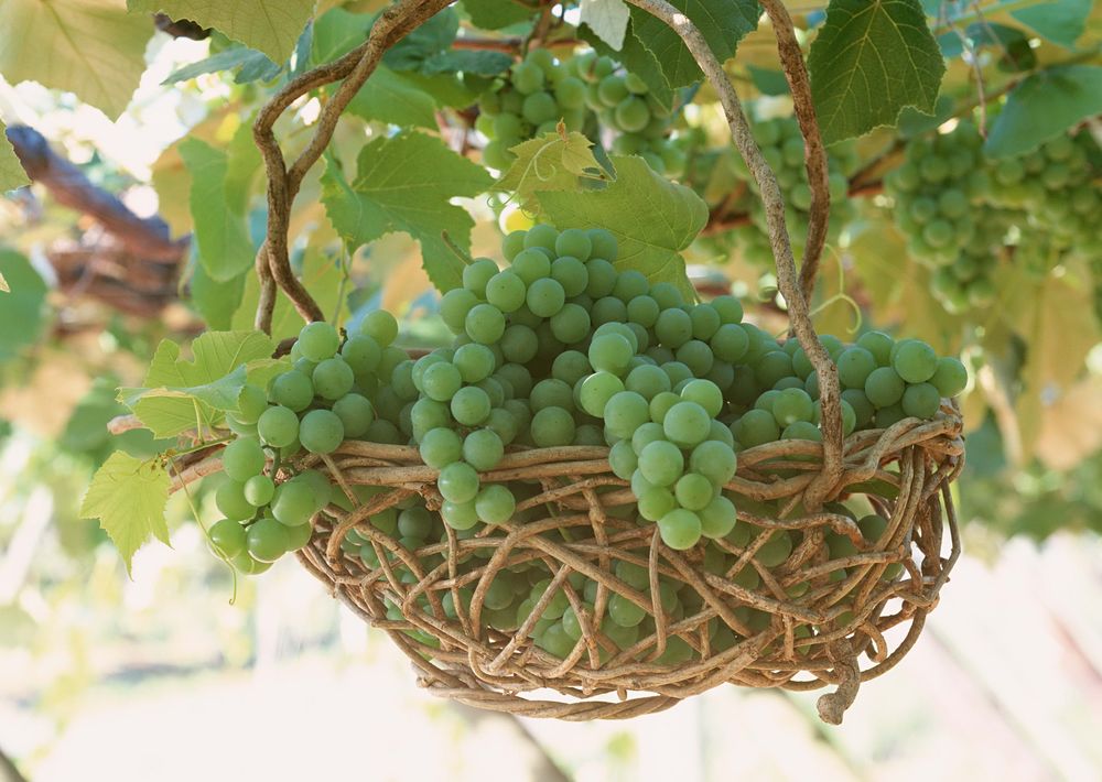 Искусственный виноград в интерьере