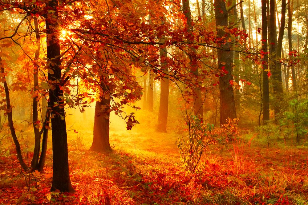 Солнечный Осенний Лес Фото