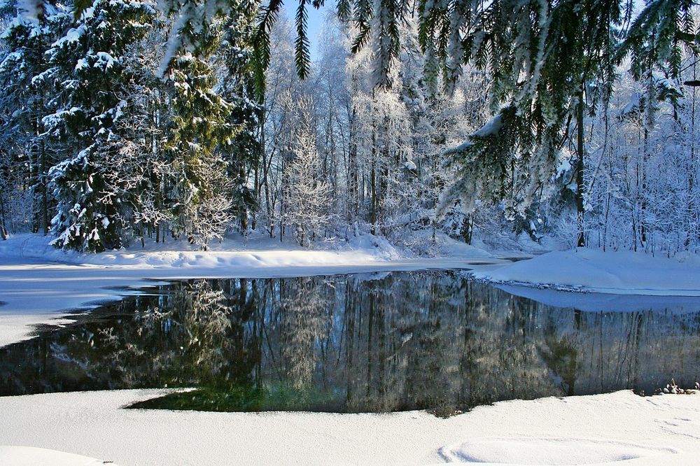 Обои для рабочего стола Не замерзшая река, по берегам которой стоят зимние деревья в снегу