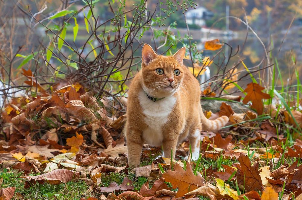 Обои для рабочего стола Рыжий кот стоит на осенних листьях, фотограф Антонина