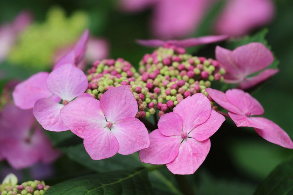 Обои для рабочего стола Розовые гортензии / Hydrangea