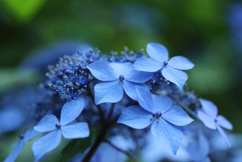 Обои для рабочего стола Голубые гортензии / Hydrangea
