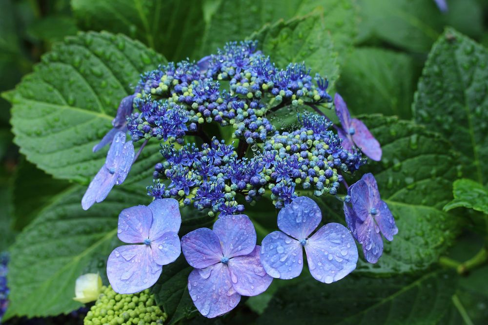 Обои для рабочего стола Фиолетовые гортензии / Hydrangea