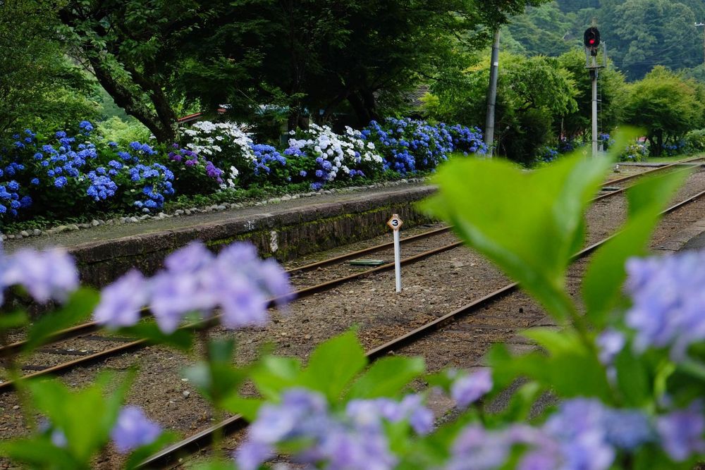 Обои для рабочего стола Гортензии / Hydrangea, Япония / Japan, железная дорога