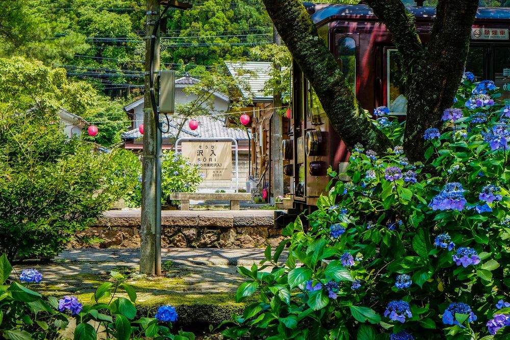 Обои для рабочего стола Голубые гортензии / Hydrangea, Япония / Japan