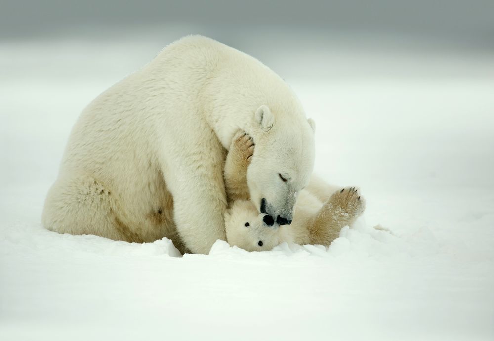 Обои для рабочего стола Белый медведь со своим малышом на снегу