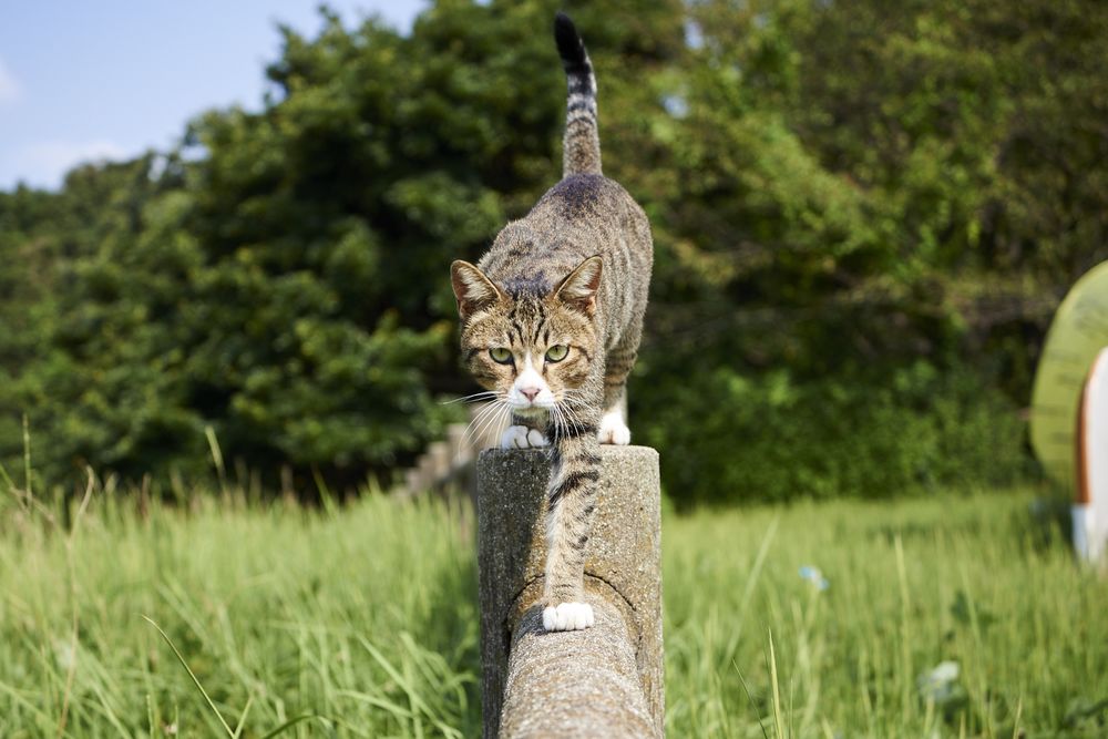 Обои для рабочего стола Полосатый кот идет по бетонному забору среди травы