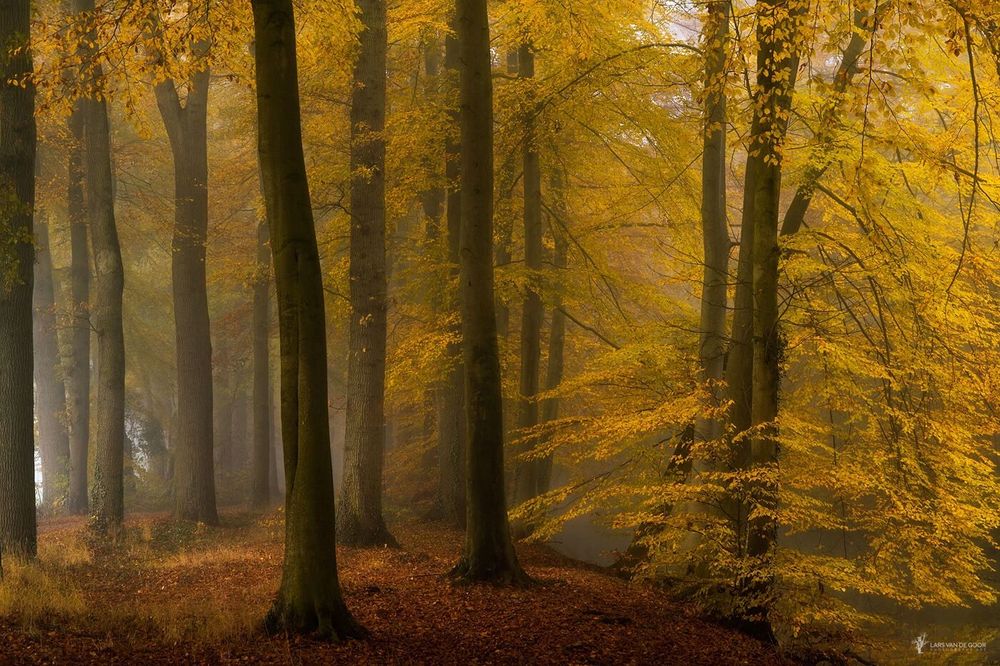 Обои для рабочего стола Осенний лес, фотограф Lars van de Goor